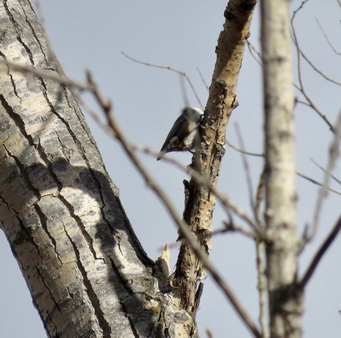 White-breasted Nuthatch - John Middleton