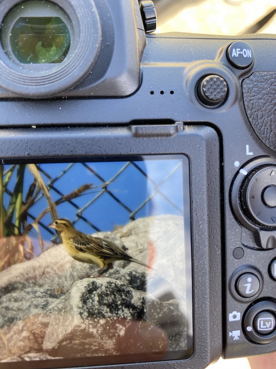 Bobolink - ML280108271