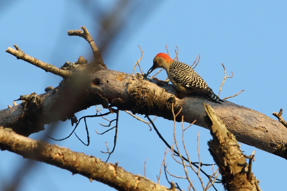 Red-bellied Woodpecker - ML280108551