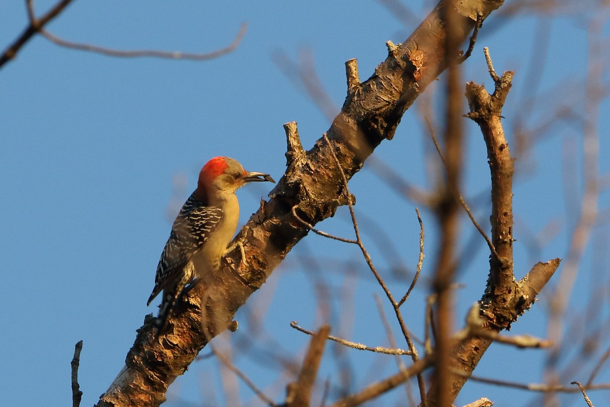 Red-bellied Woodpecker - ML280108581