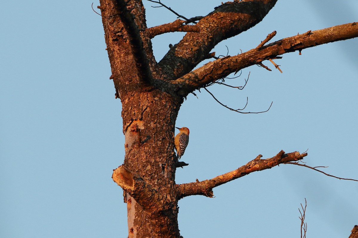 Red-bellied Woodpecker - ML280108621