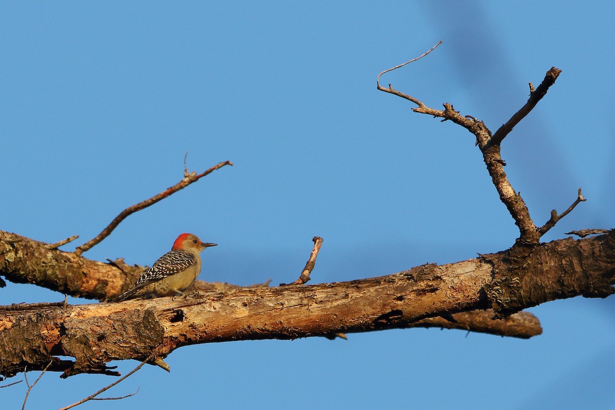 Red-bellied Woodpecker - ML280108631