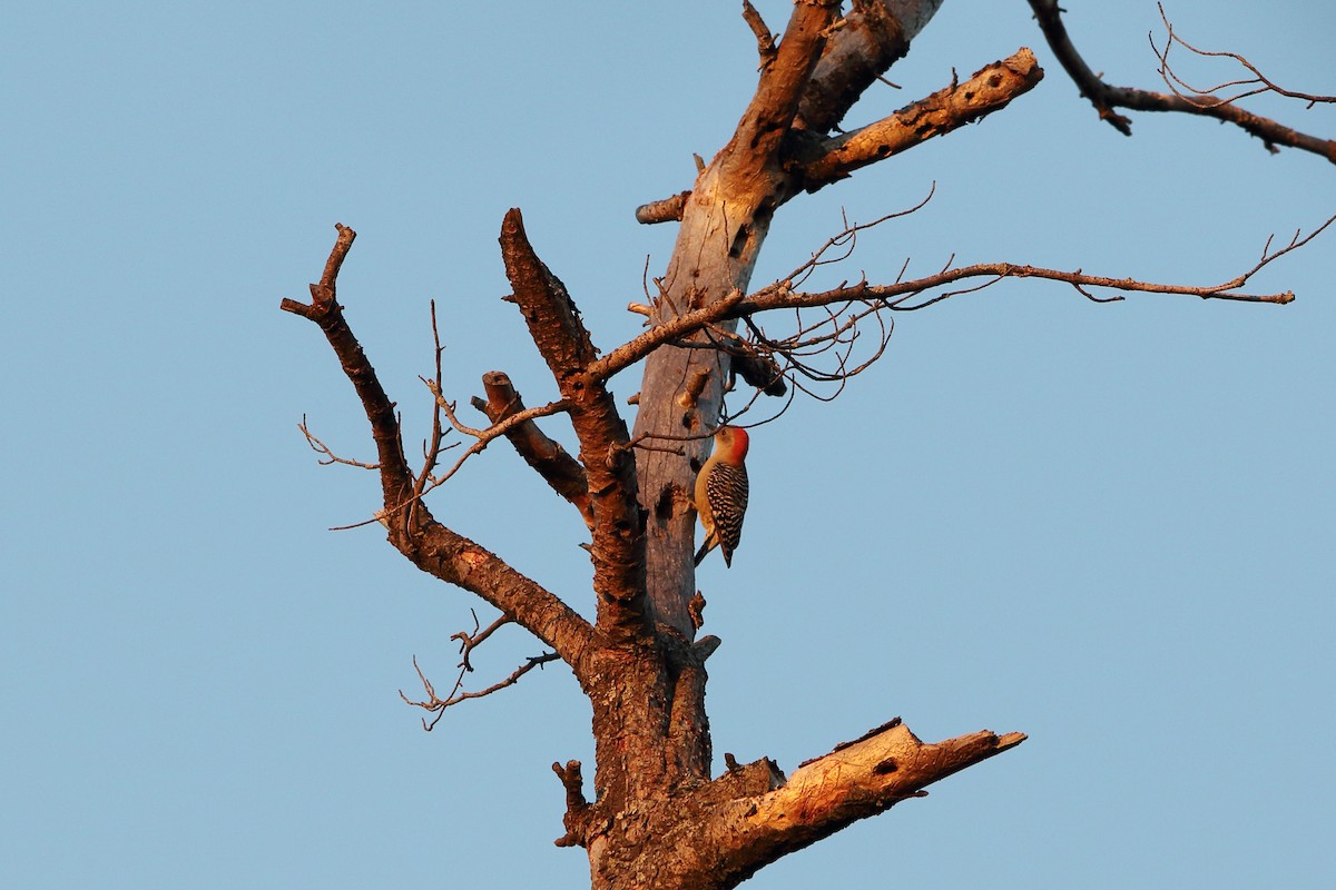 Red-bellied Woodpecker - ML280108641