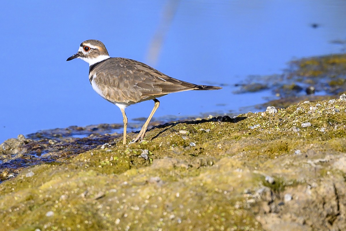 Killdeer - ML280110091
