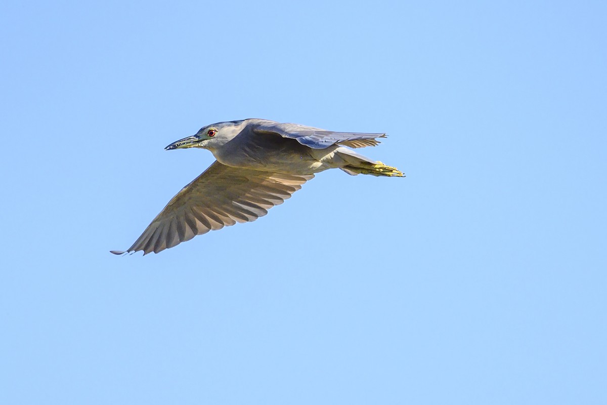 Black-crowned Night Heron - ML280110131