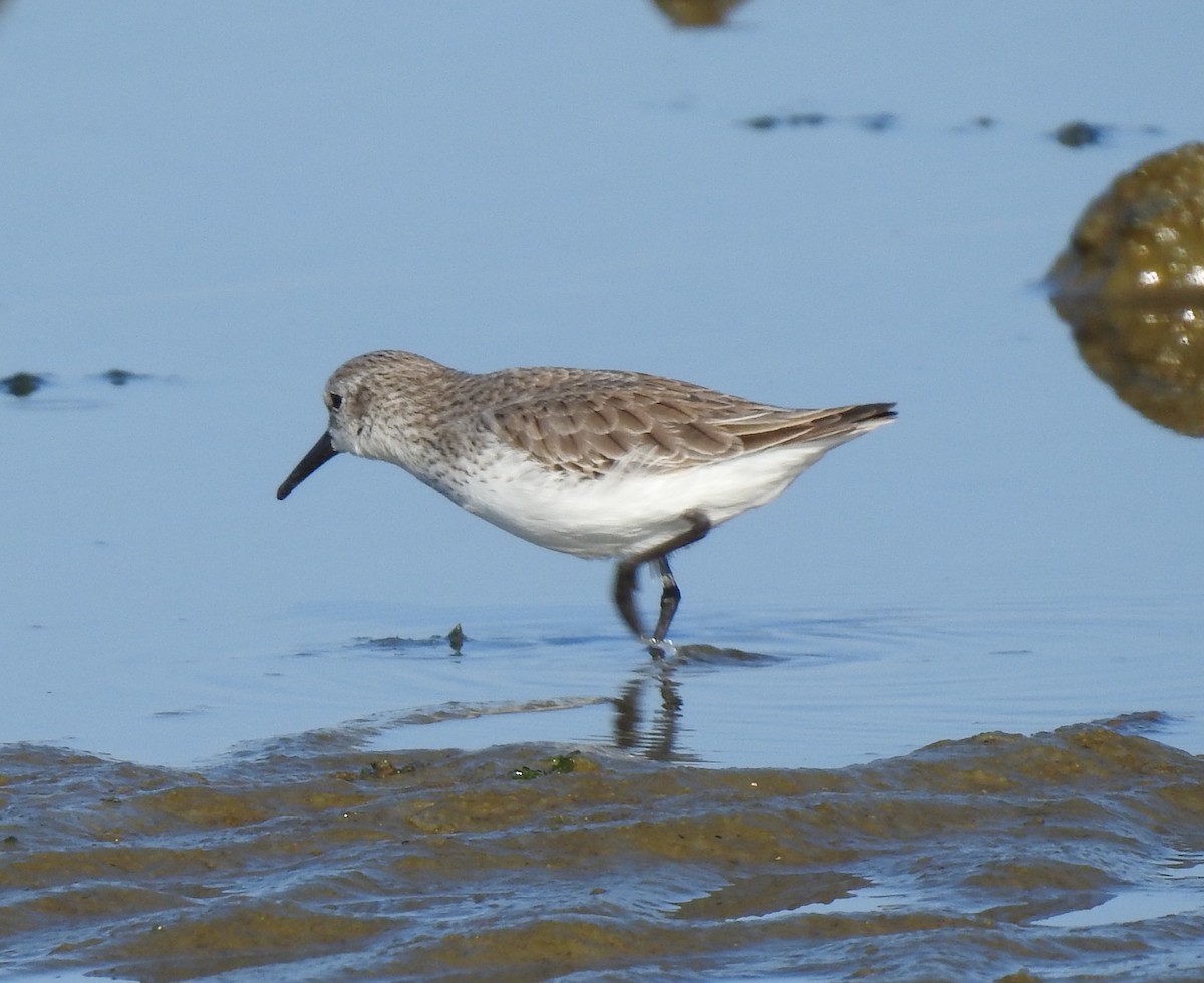 Western Sandpiper - ML280110181