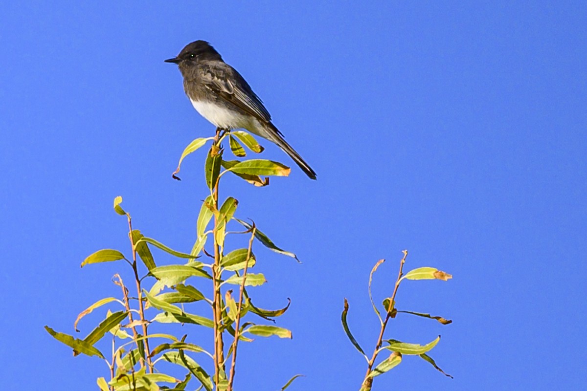 Black Phoebe - ML280110241