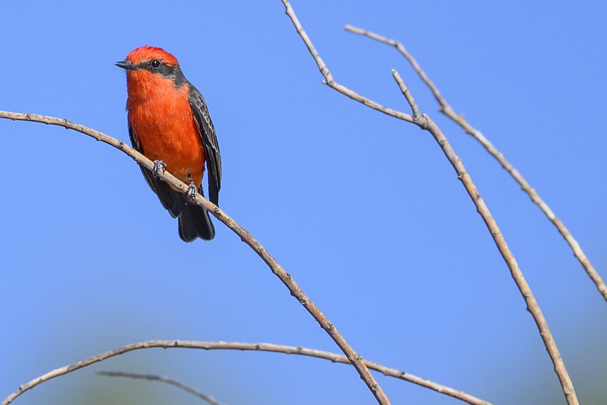 Vermilion Flycatcher - ML280110301