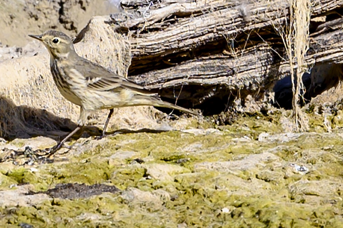 American Pipit - ML280111281