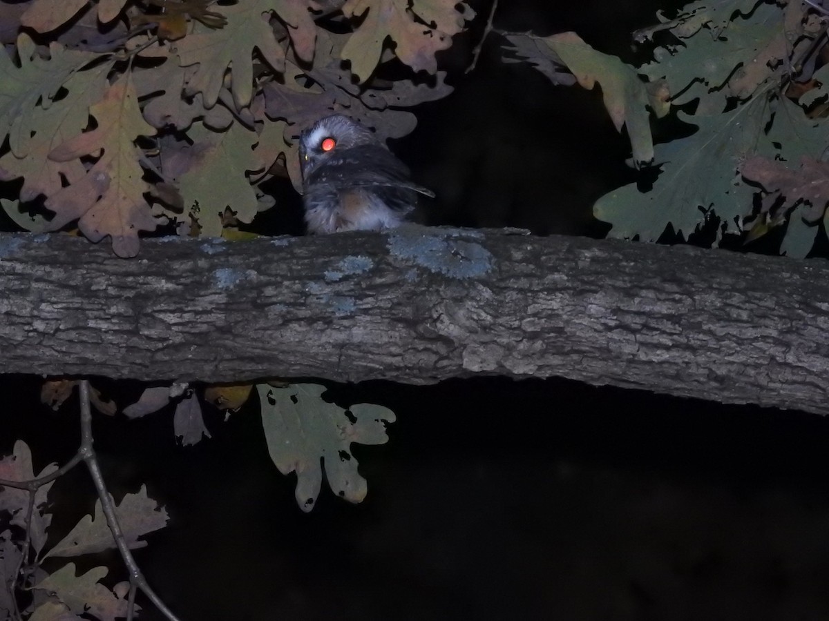 Northern Saw-whet Owl - ML280111501