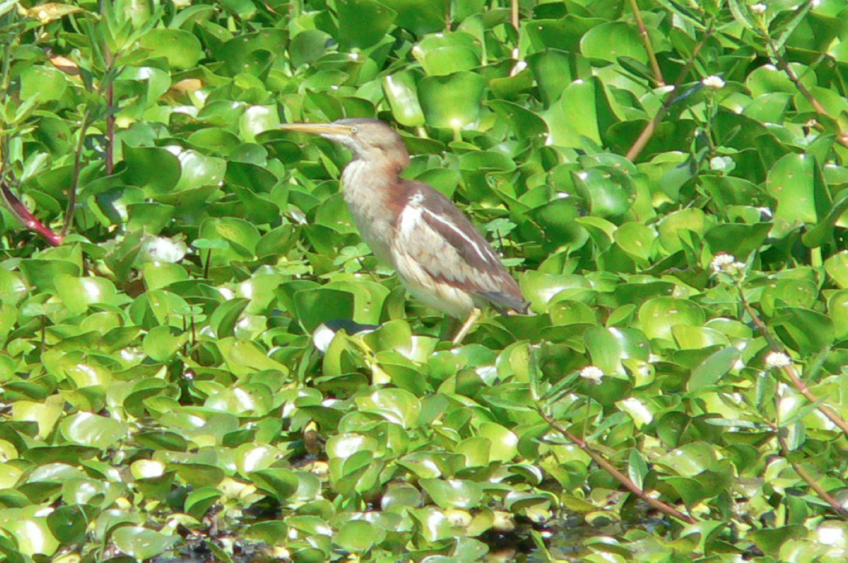 Least Bittern - ML280111761