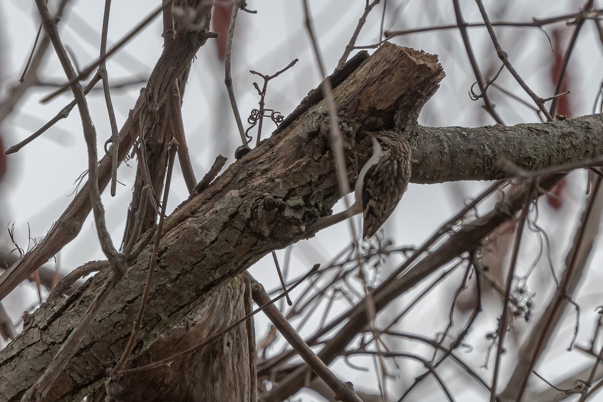 Brown Creeper - ML280112111