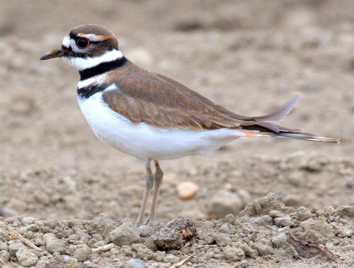 Killdeer - Richard Brown