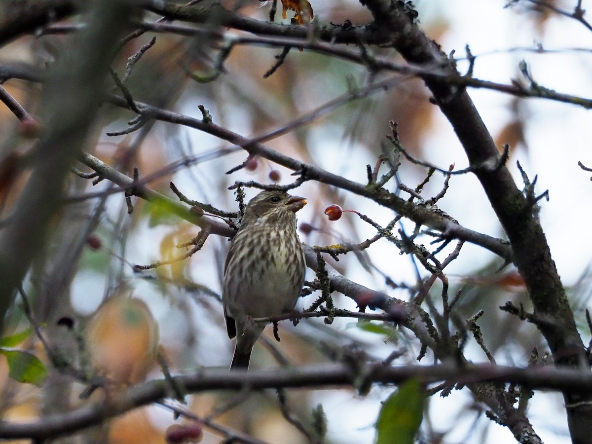 Purple Finch - ML280112971