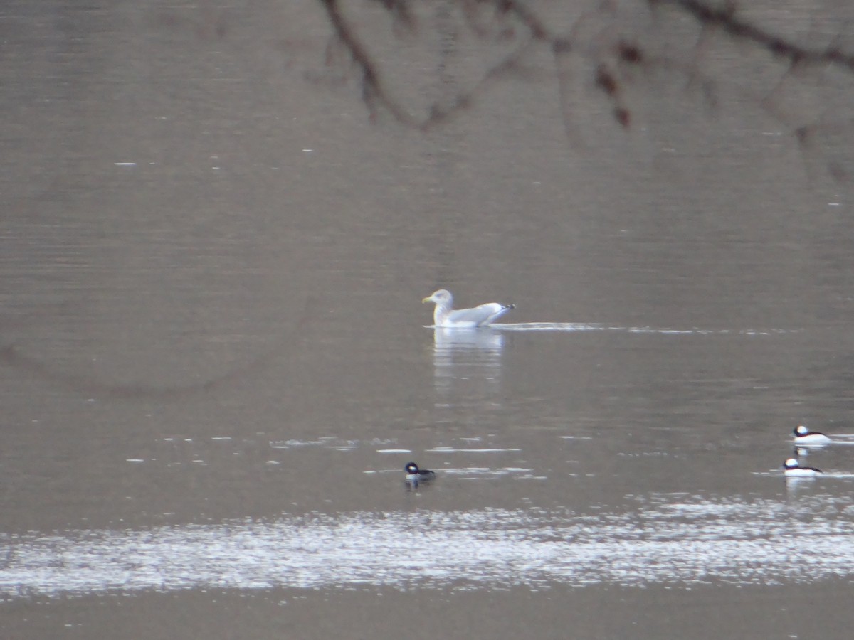 Herring Gull - ML280112991