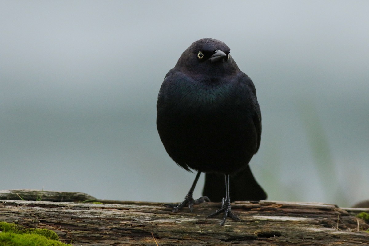 Brewer's Blackbird - Sean McElaney