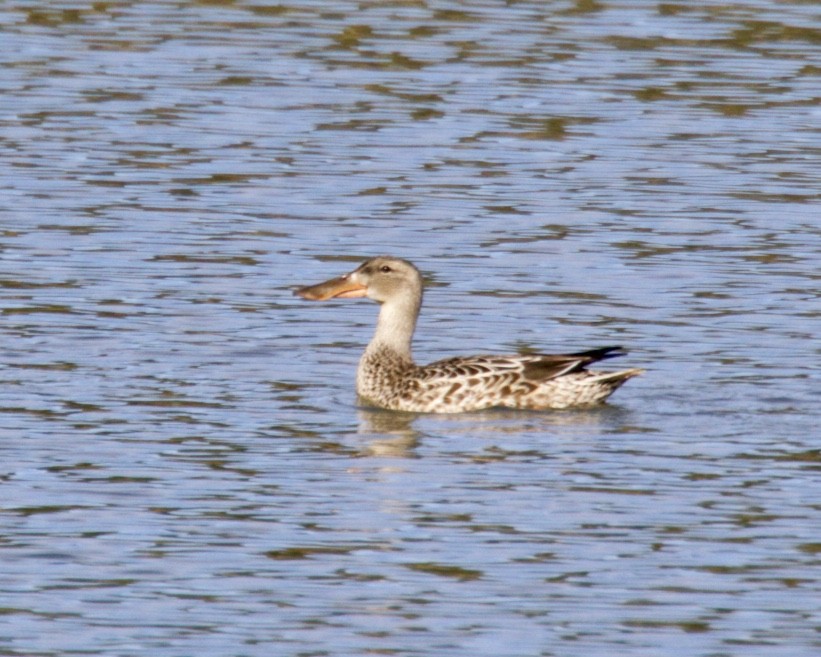 Northern Shoveler - ML280115681