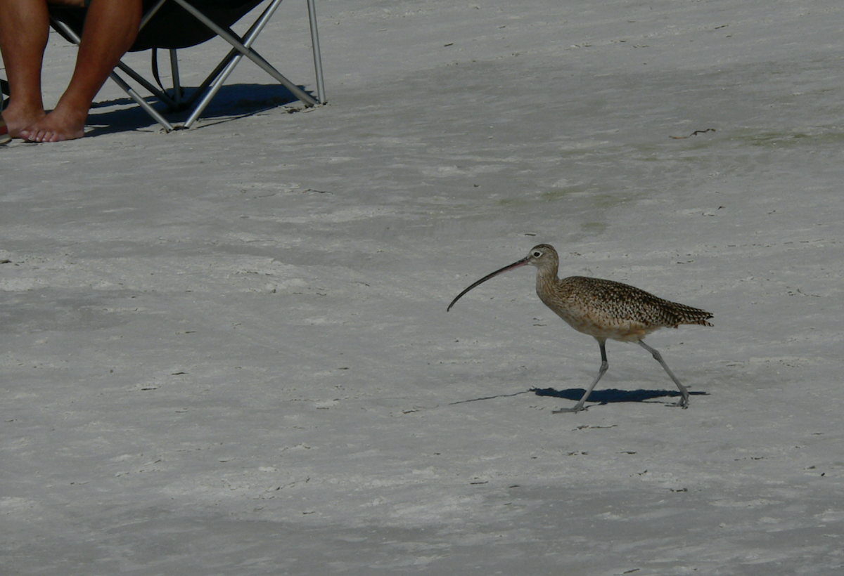 Long-billed Curlew - ML280116171