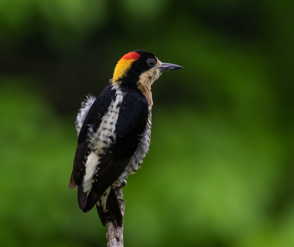 Beautiful Woodpecker - ML280116401