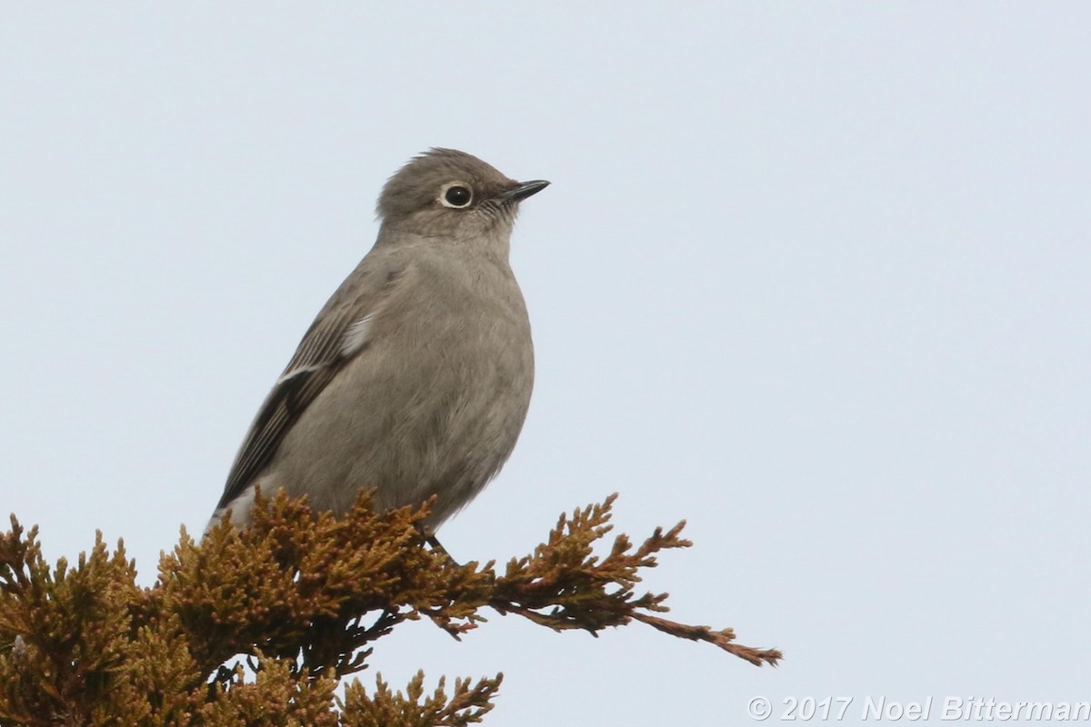 Townsend's Solitaire - ML280118281