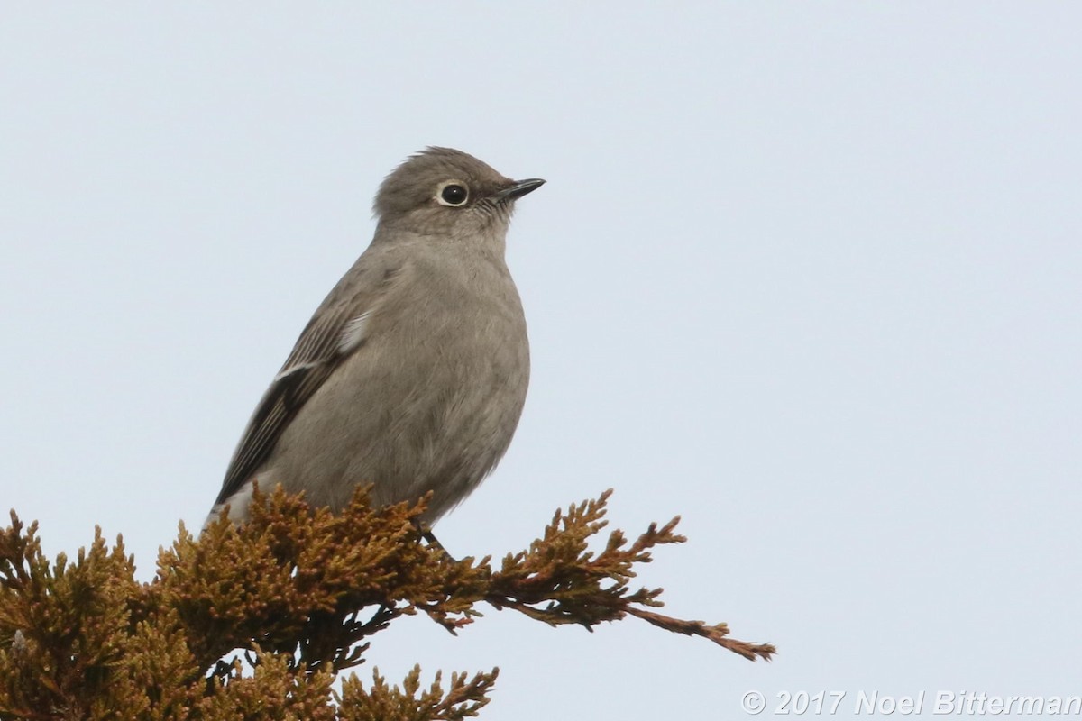 Solitario Norteño - ML280118281