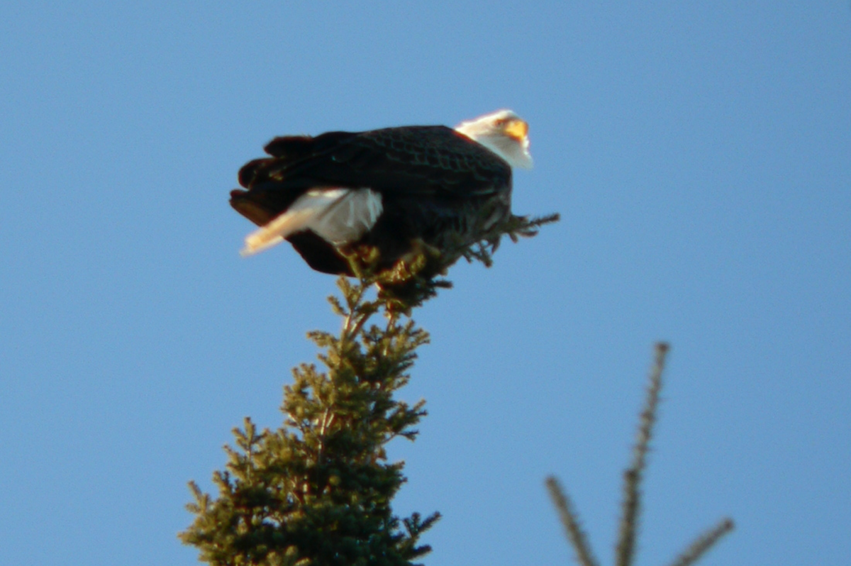 Bald Eagle - ML280119471
