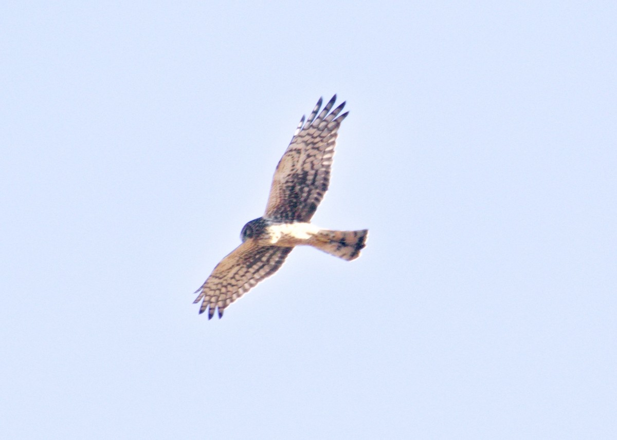 Northern Harrier - ML280119491