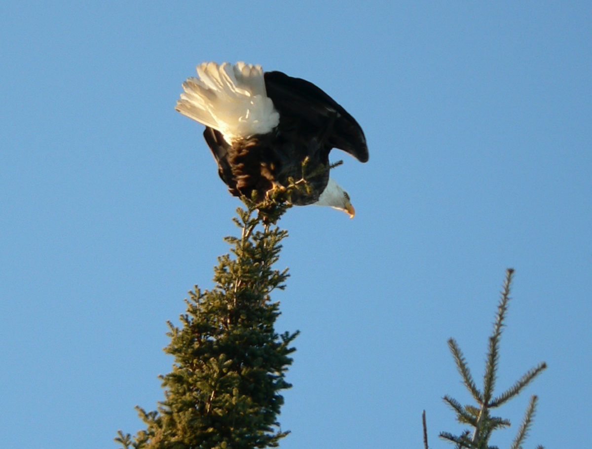Bald Eagle - ML280119611