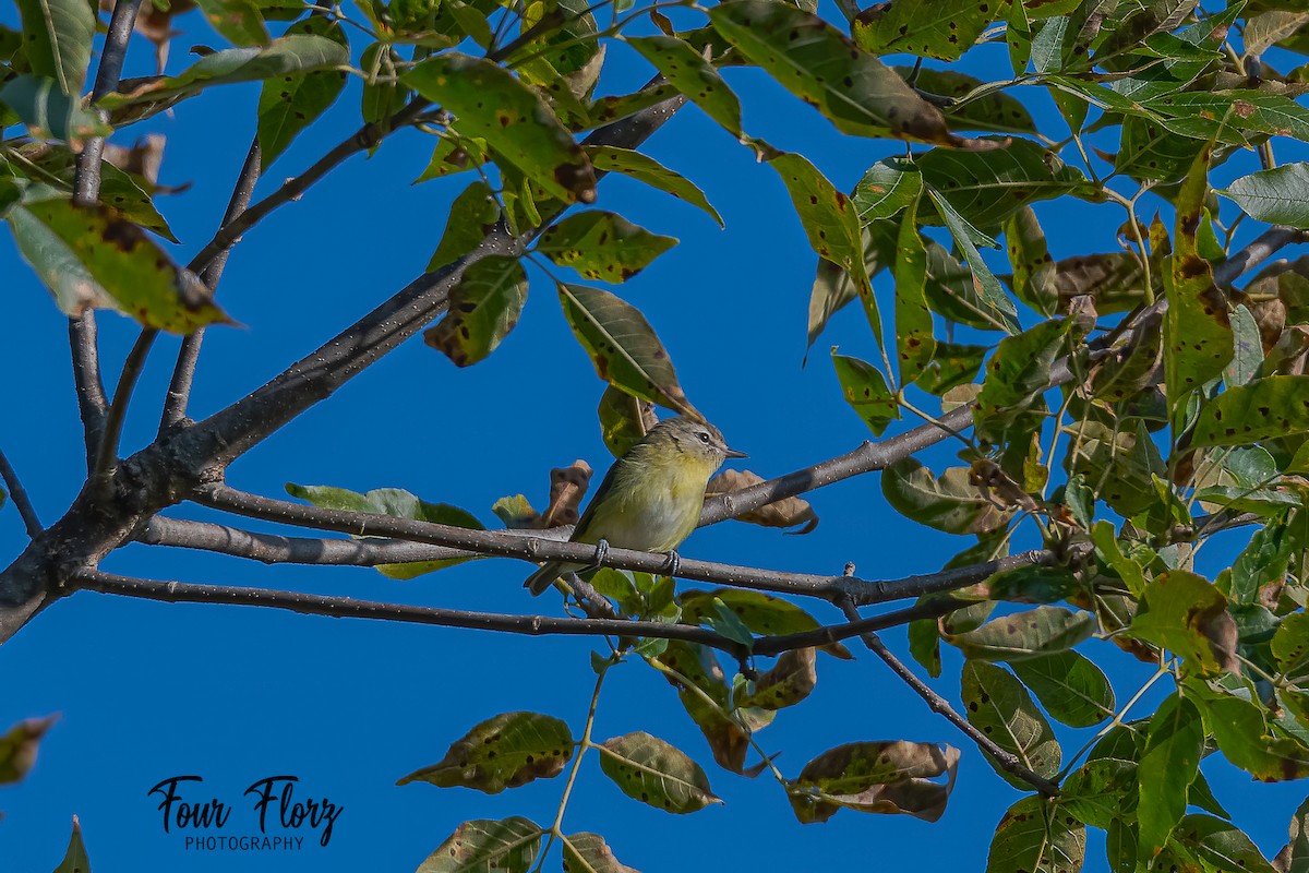 Philadelphia Vireo - ML280120621