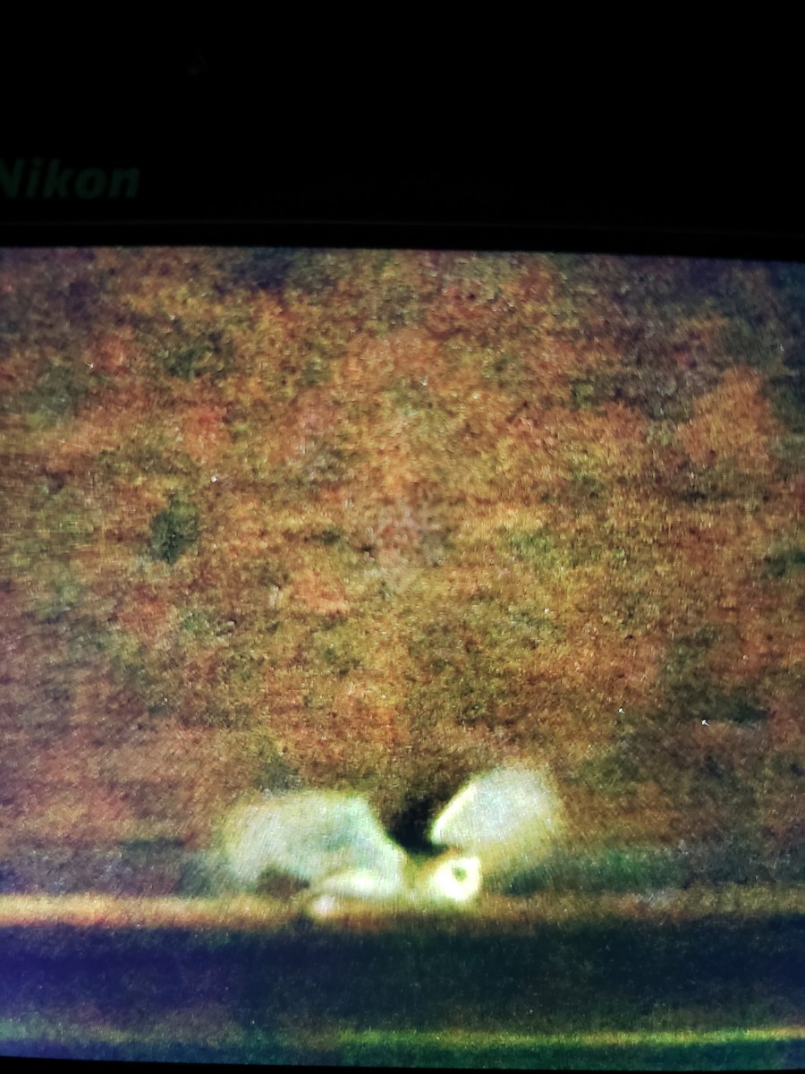 sova americká - ML280121131