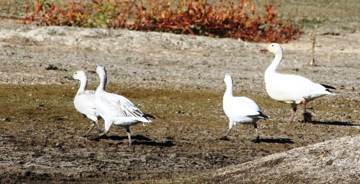 Snow Goose - ML280121391