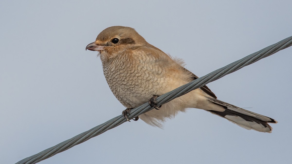 Northern Shrike - ML280122631