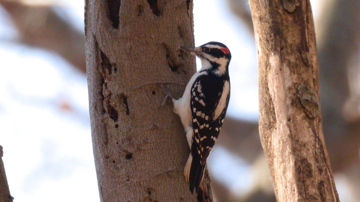 Hairy Woodpecker - ML280122861