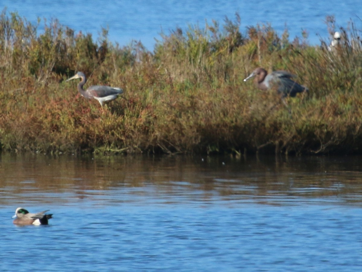 Tricolored Heron - ML280125461