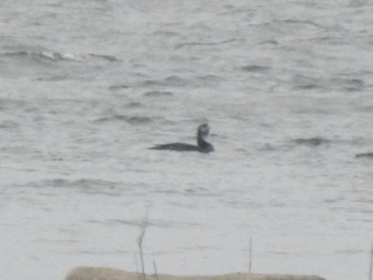 Pacific Loon - ML280126711