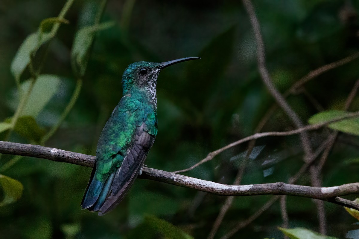 White-necked Jacobin - ML280126911