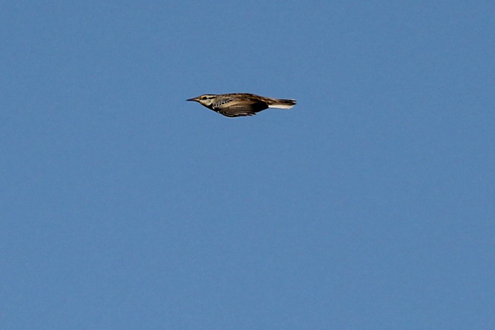 Eastern Meadowlark - ML280127911