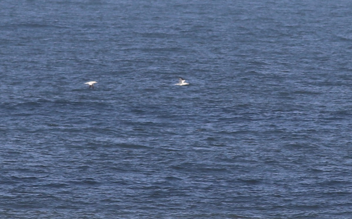 Northern Gannet - ML280131491