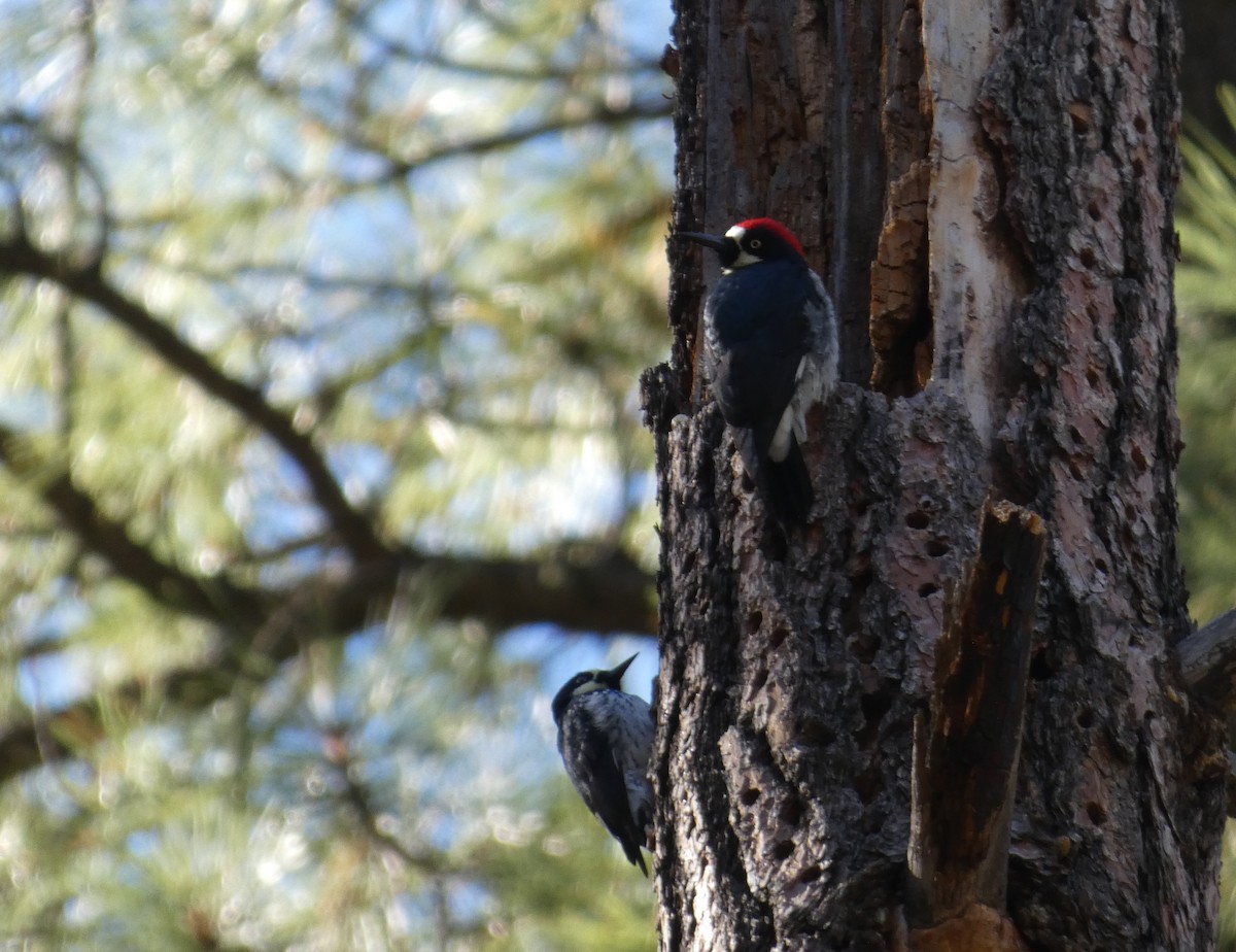 Acorn Woodpecker - Christopher Rustay