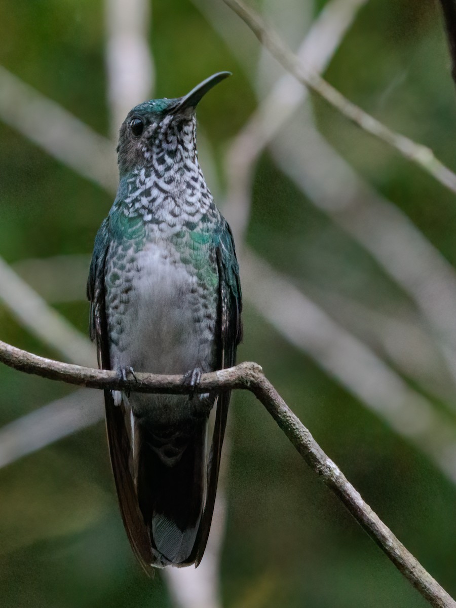 Colibrí Nuquiblanco - ML280133431