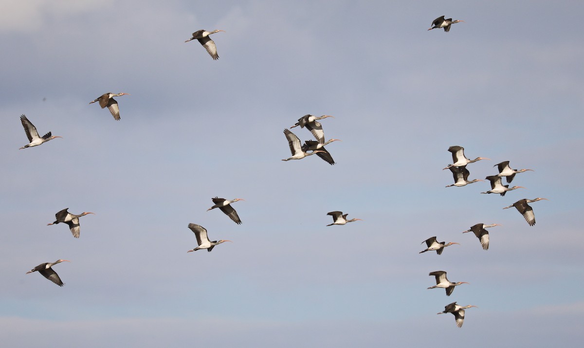 White Ibis - ML280134381