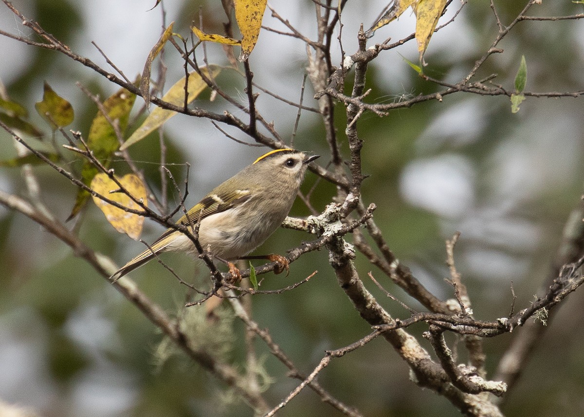 Golden-crowned Kinglet - ML280134521