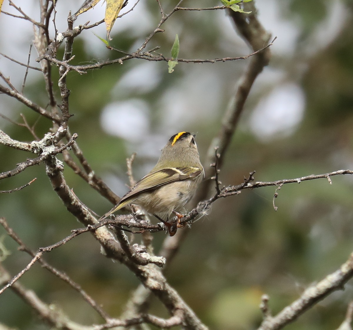 Golden-crowned Kinglet - ML280134571
