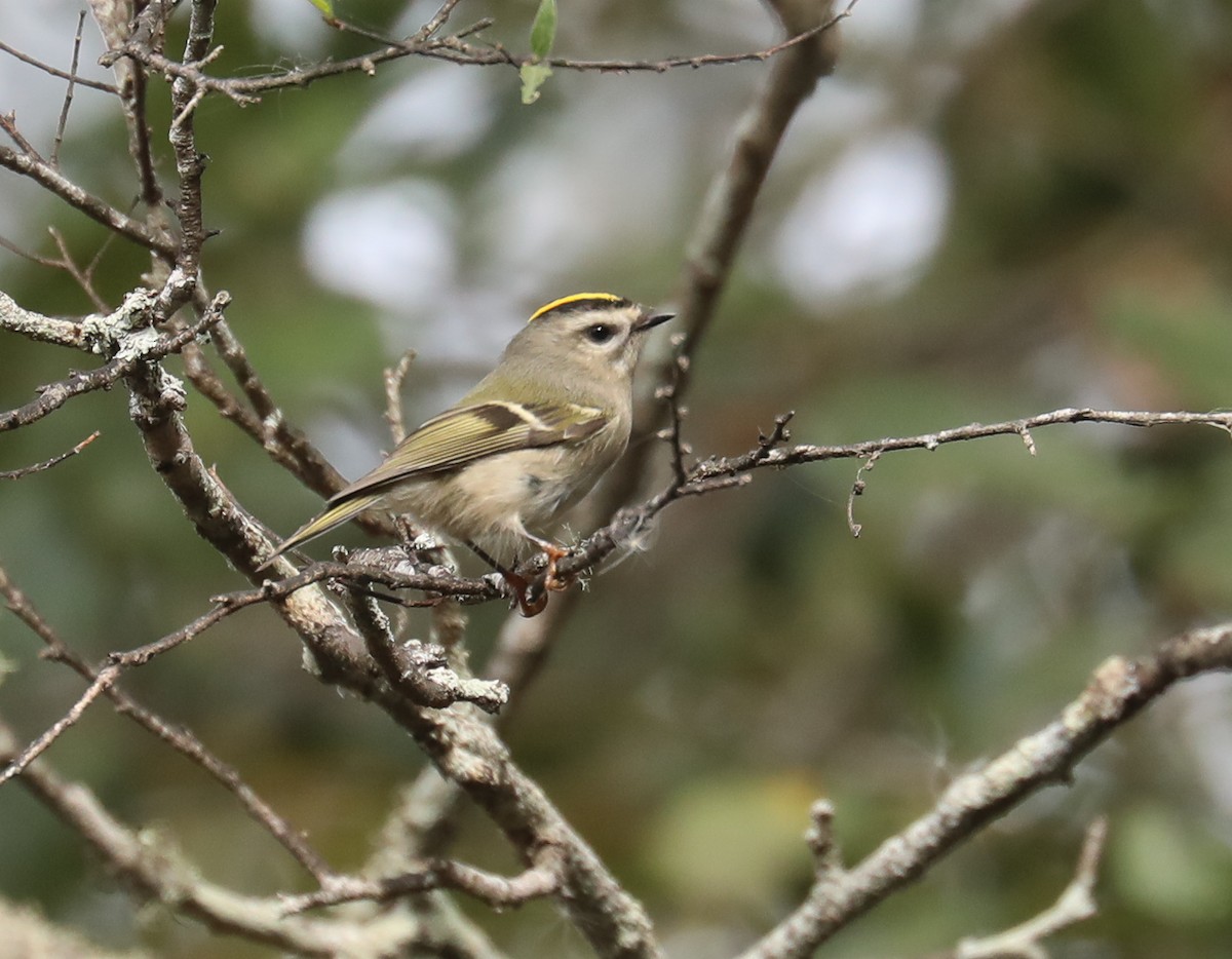 Golden-crowned Kinglet - ML280134581