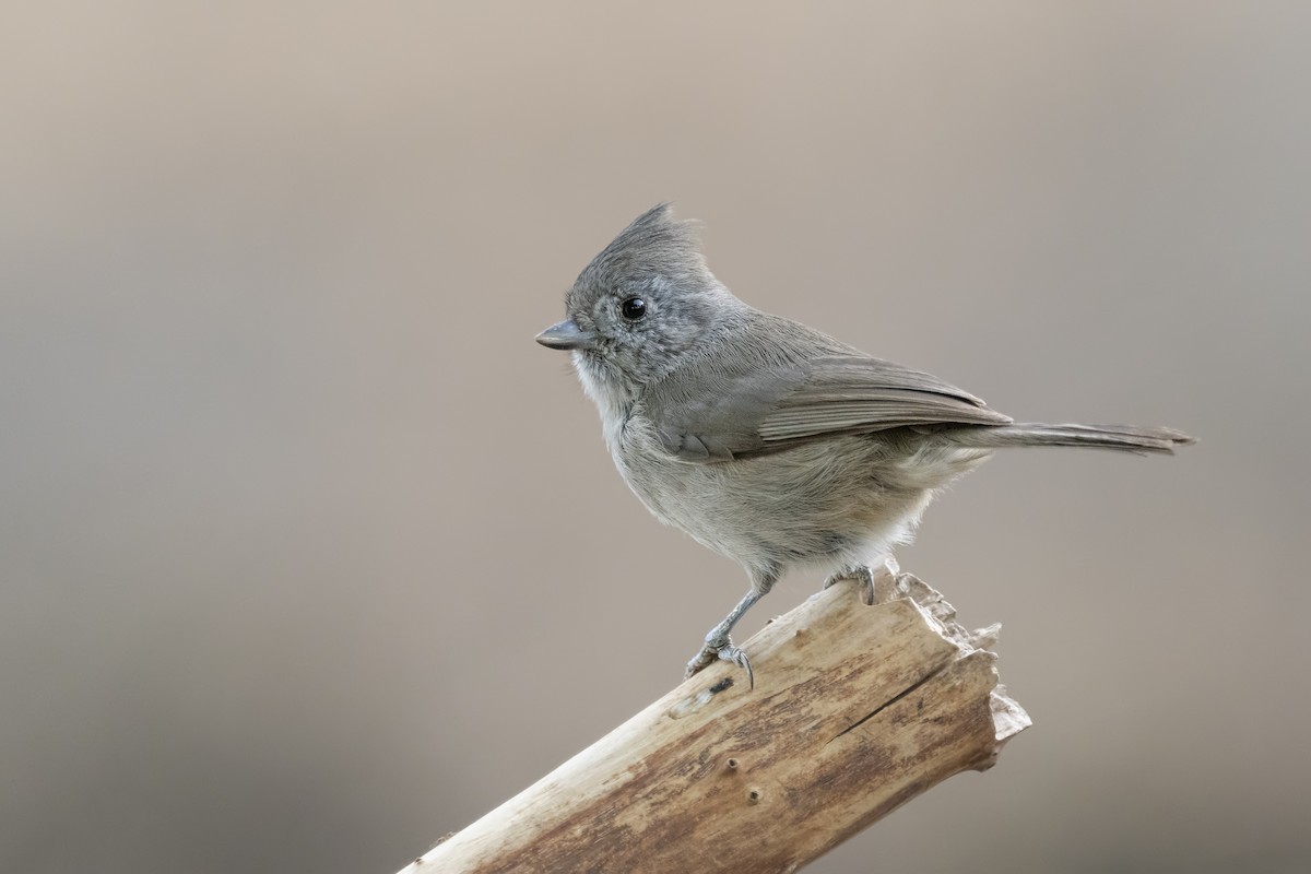 Oak Titmouse - Sharif Uddin