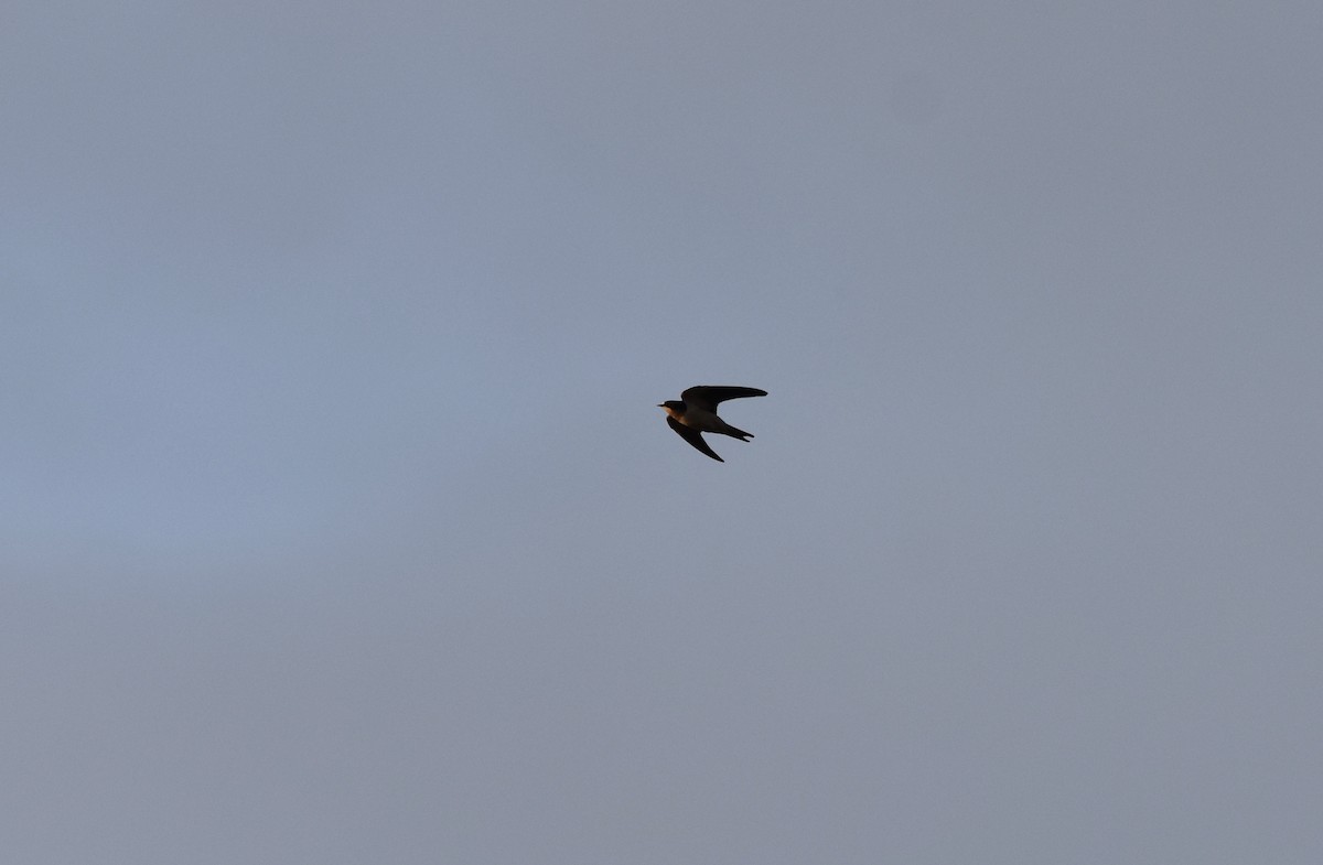 Barn Swallow - ML280137521