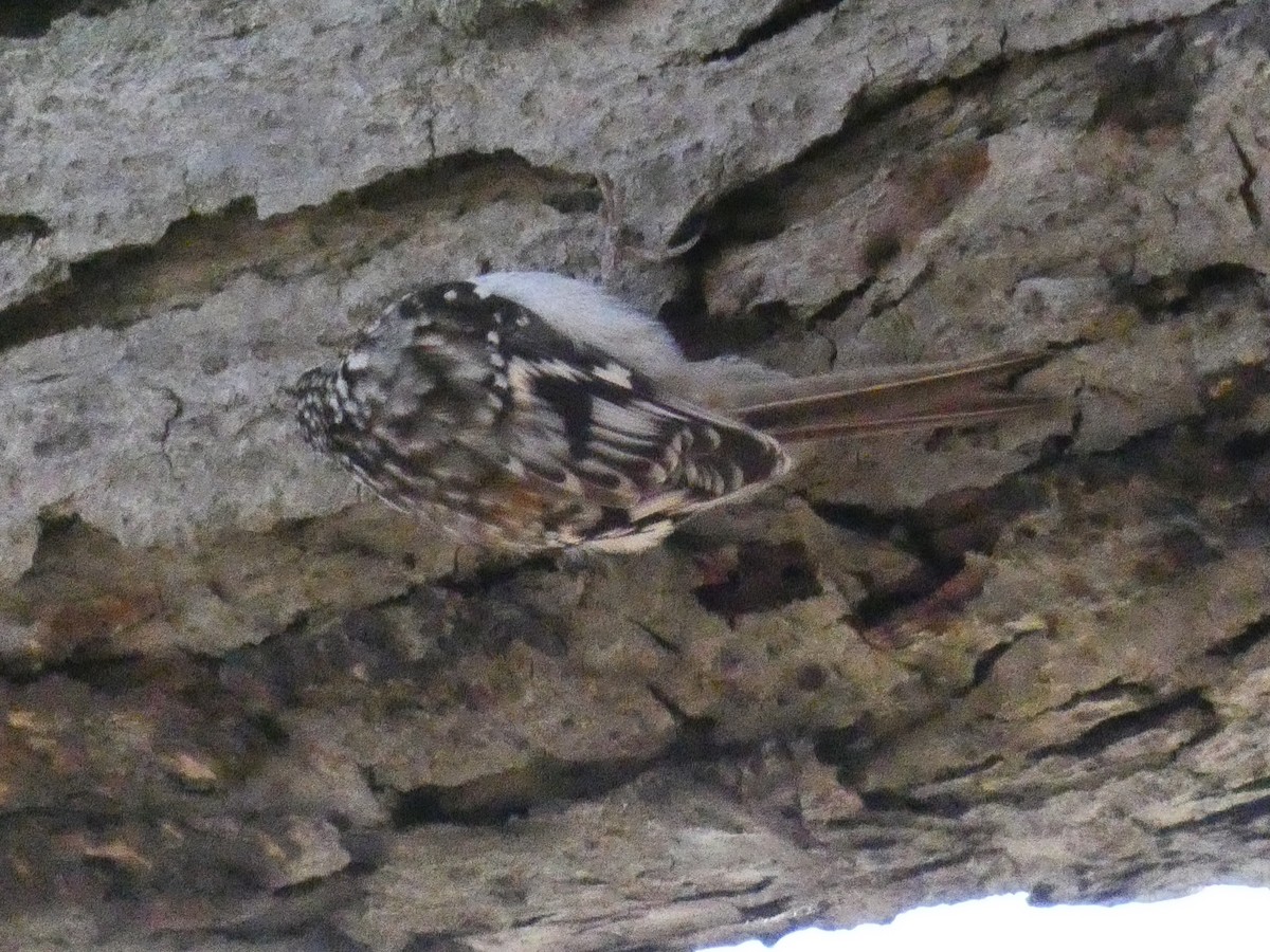 Brown Creeper - ML280137611