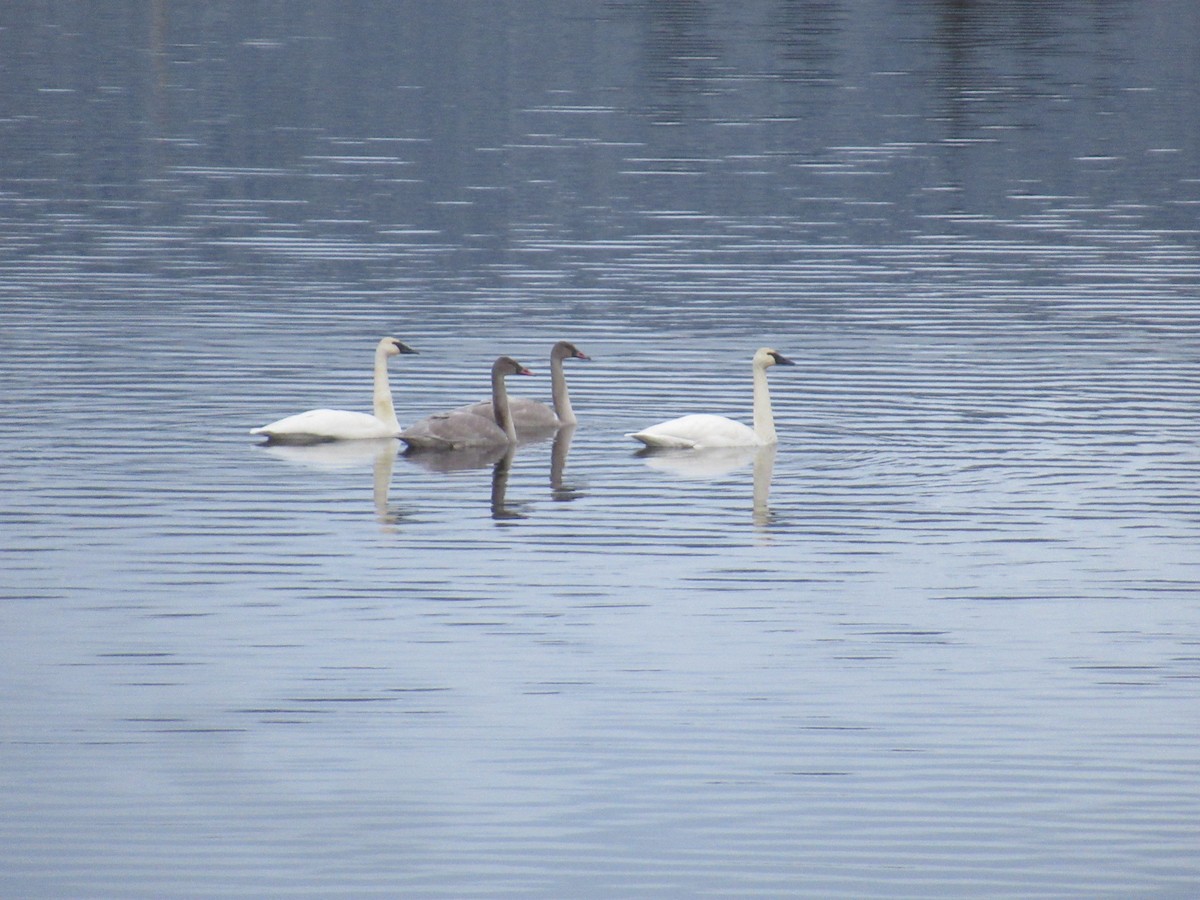 Trumpeter Swan - ML280138621