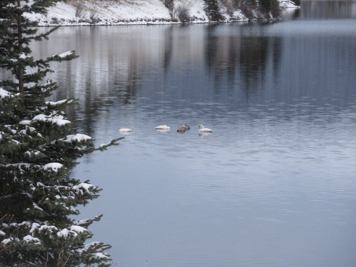 Trumpeter Swan - ML280138641