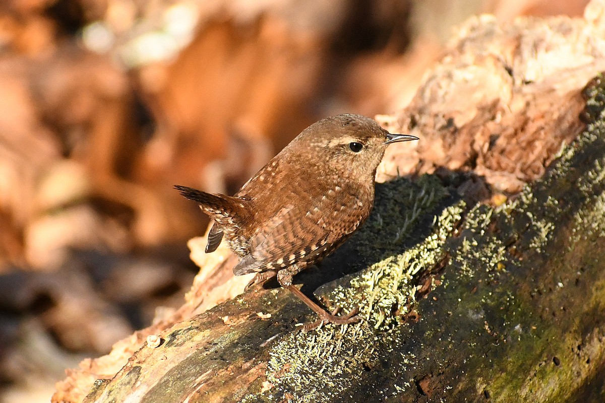 Winter Wren - ML280139161